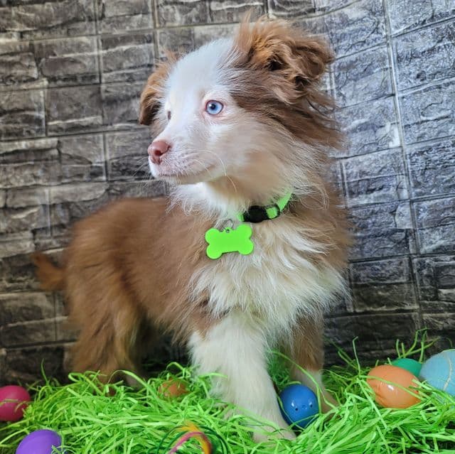 Toy~Zuma - Australian Shepherd Male