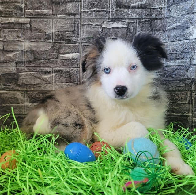 Miniature ~ Blue - Australian Shepherd Male