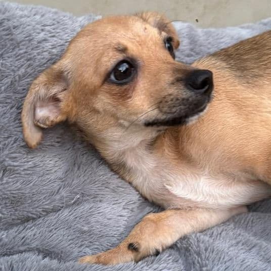 Penny - Chihuahua Female