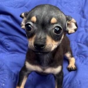 Billy - Chihuahua Male