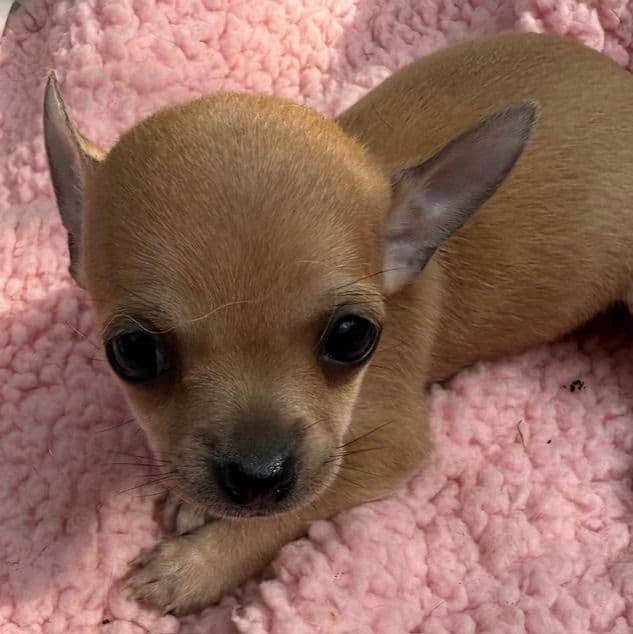 Holly - Chihuahua Female