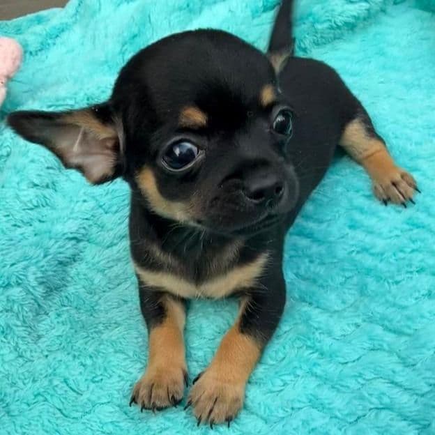 Hugo - Chihuahua Male