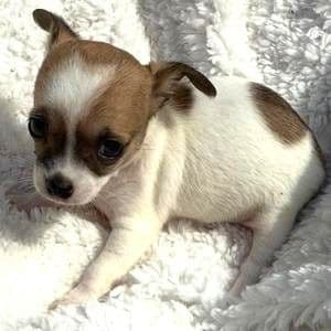 Holden - Chihuahua Male