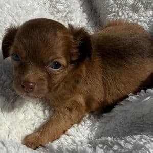 Dino - Chihuahua Male