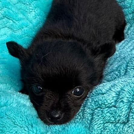 Minnie - Chihuahua Female