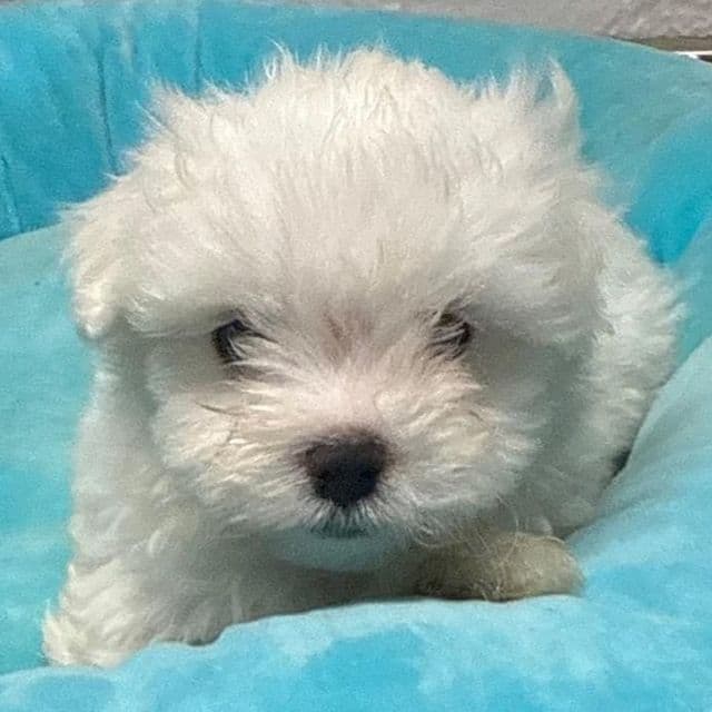 Alex - Maltese Male