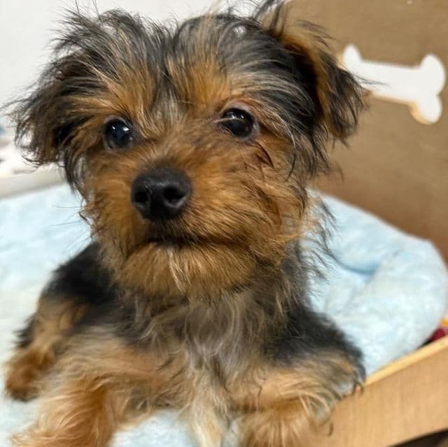 Axel - Yorkshire Terrier Female