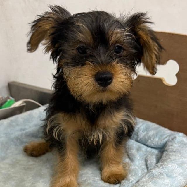 Stevie - Yorkshire Terrier Male