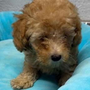 Jimmy - Toy Poodle Male