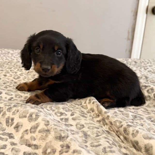 Donatello - Dachshund Male