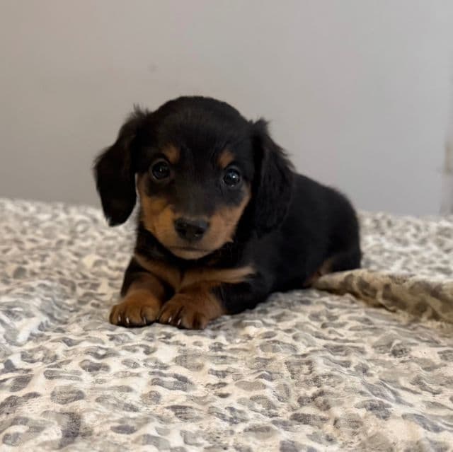 Leonardo - Dachshund Male