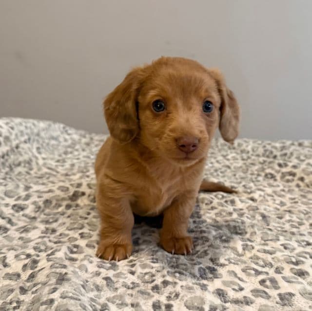 Rafael - Dachshund Male
