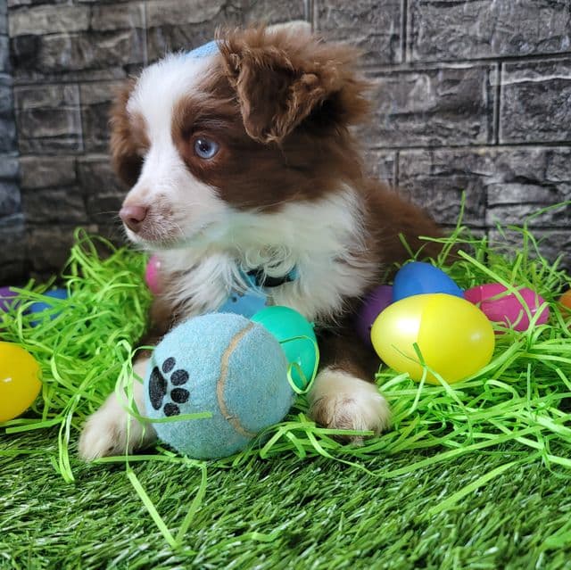 Toy~Rocky - Australian Shepherd Male