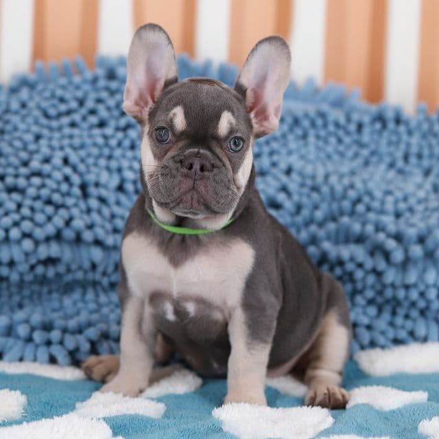 Ophelia  - French Bulldog Female