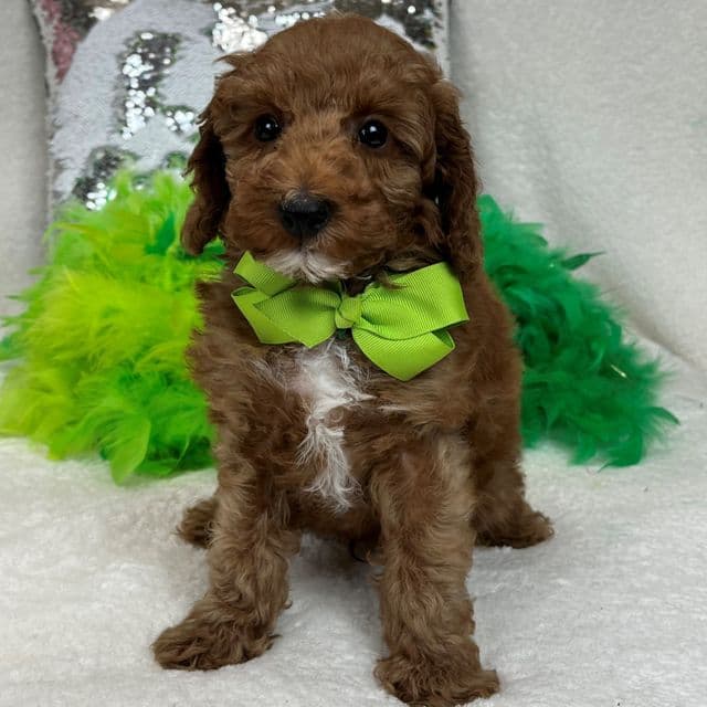 Tilly Green Boy - Toy Poodle Male