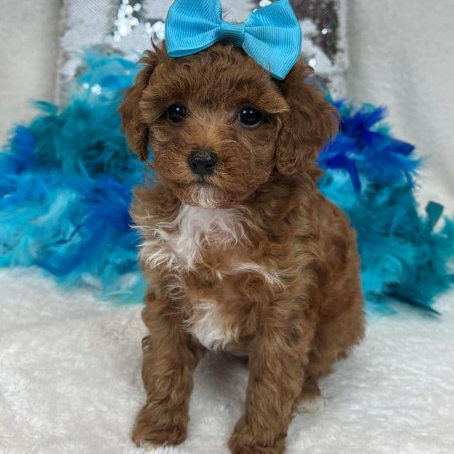 Jules Turquoise Girl - Toy Poodle Female