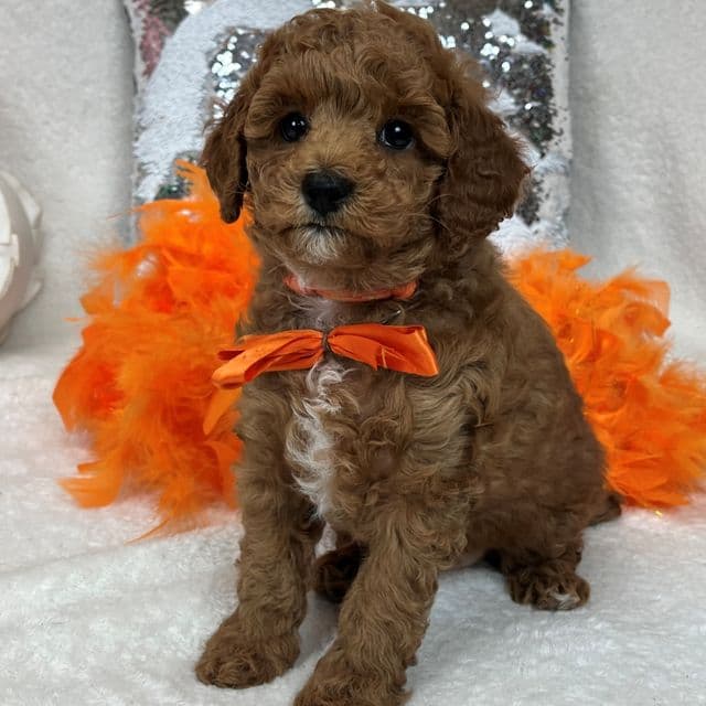 Jules Orange Boy - Toy Poodle Male