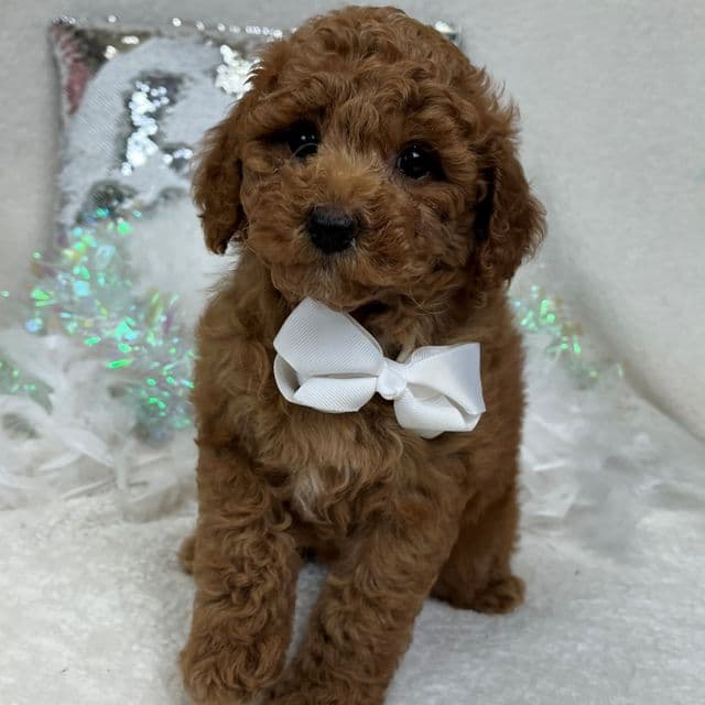 Jules White Boy - Toy Poodle Male