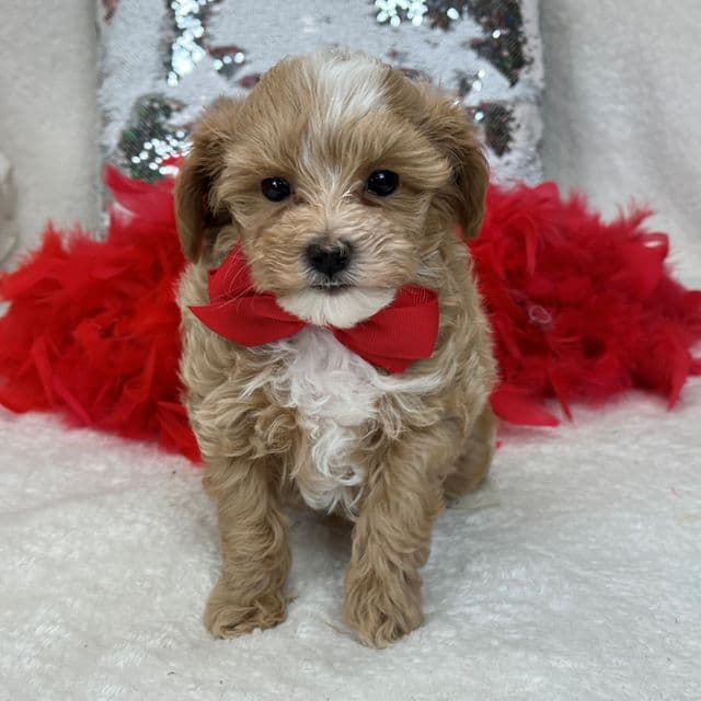 Lucy Red Boy - Maltipoo Male