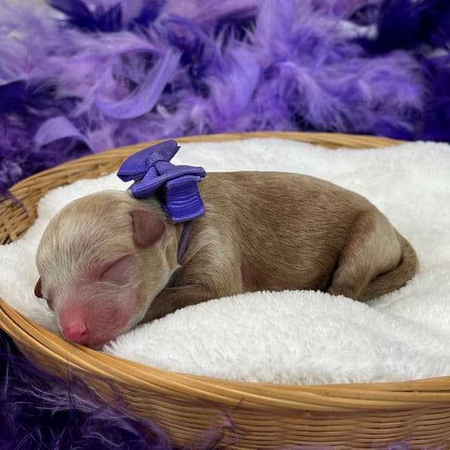 Maddie Purple Girl - Cavapoo Female
