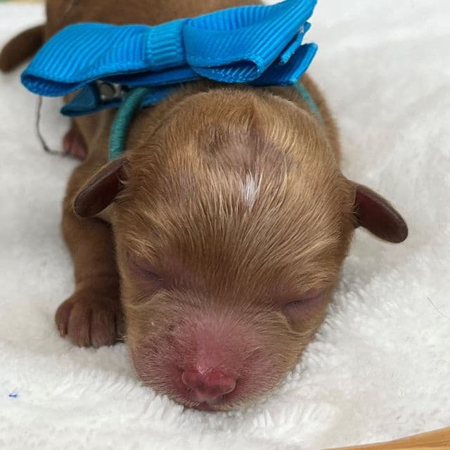 Maddie Turquoise Girl - Cavapoo Female