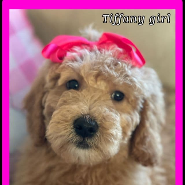 Tiffany - Miniature  - Goldendoodle Female