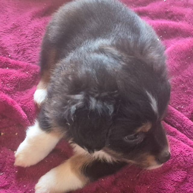 Sophia - Australian Shepherd Female