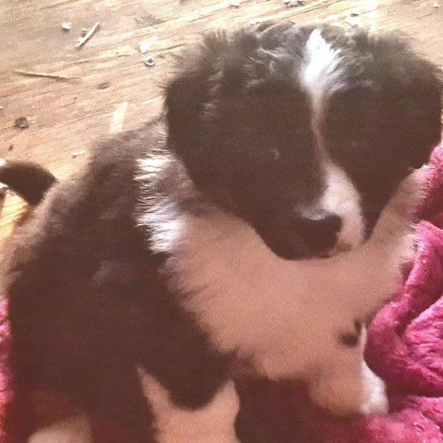 Chrissy - Australian Shepherd Female