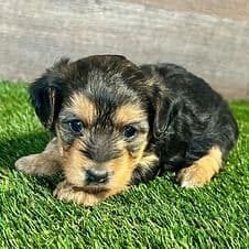 Hadley - Yorkipoo Female