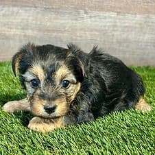 Hattie - Yorkipoo Female