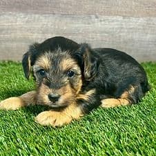 Harrison - Yorkipoo Male