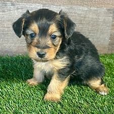 Harvey - Yorkipoo Male