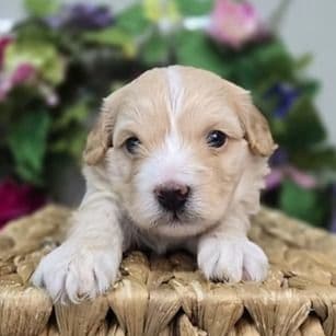 Ken - Cavapoo Male