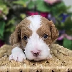 Kash - Cavapoo Male