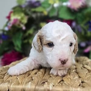 Kody - Cavapoo Male
