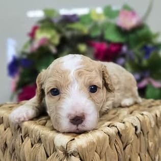 Kyutie - Cavapoo Female