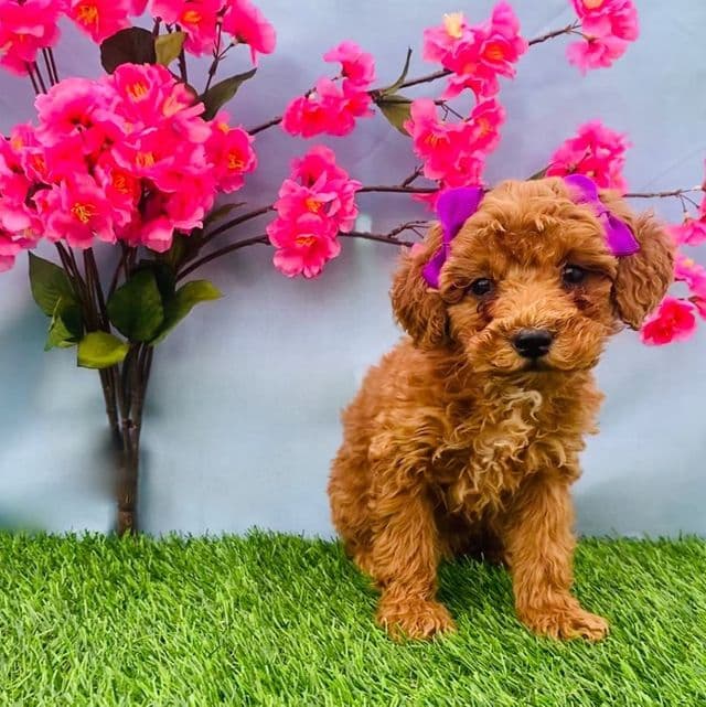 (Mini) Ruby - Goldendoodle Female