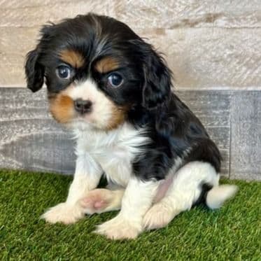 Grayson - Cavalier King Charles Spaniel Male