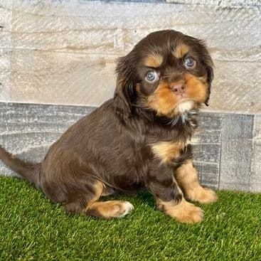 Goldie - Cavalier King Charles Spaniel Female