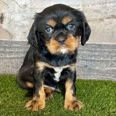 Gage - Cavalier King Charles Spaniel Male
