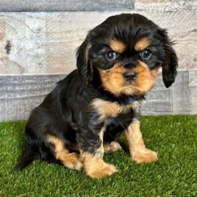 George - Cavalier King Charles Spaniel Male