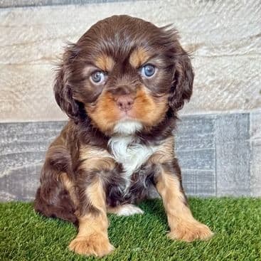 Georgia - Cavalier King Charles Spaniel Female