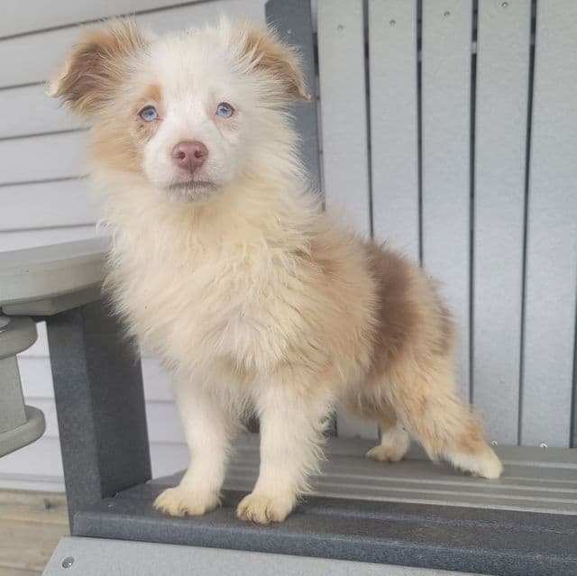 Marshall - Australian Shepherd Male