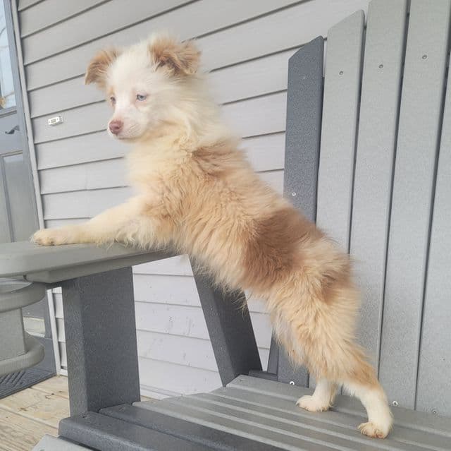 Marshall - Australian Shepherd Male
