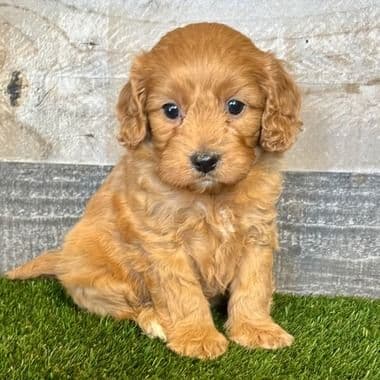 Kingston - Cavapoo Male
