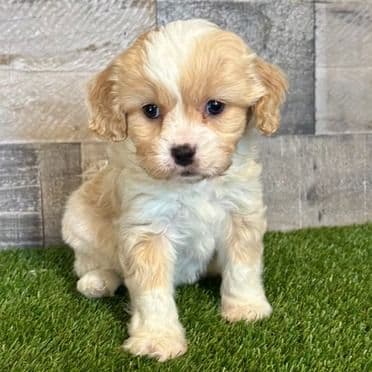 KIra - Cavapoo Female