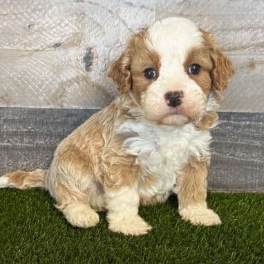 Kobe - Cavapoo Male