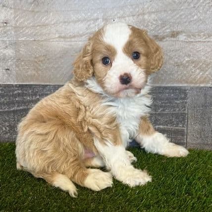 Kaden - Cavapoo Male