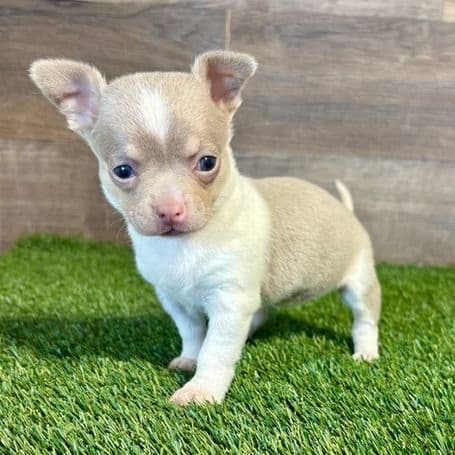 Lilly - Chihuahua Female