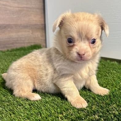 Layla - Chihuahua Female